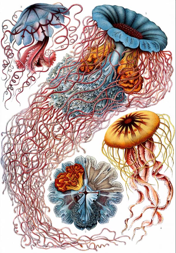 Technological Niche Construction